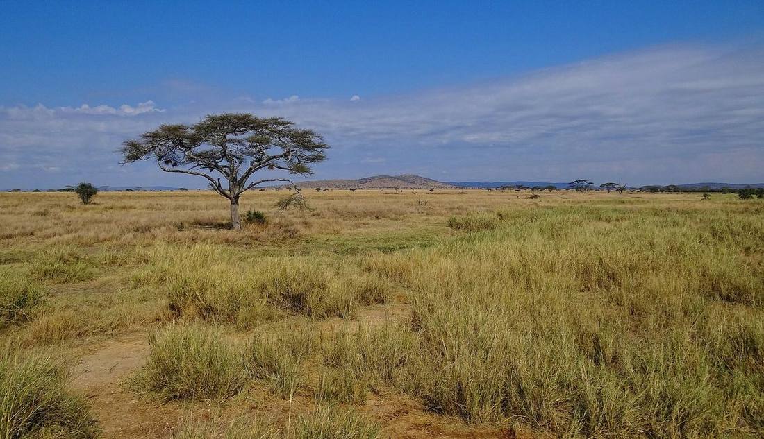 Tanzania Safari, Tanzania